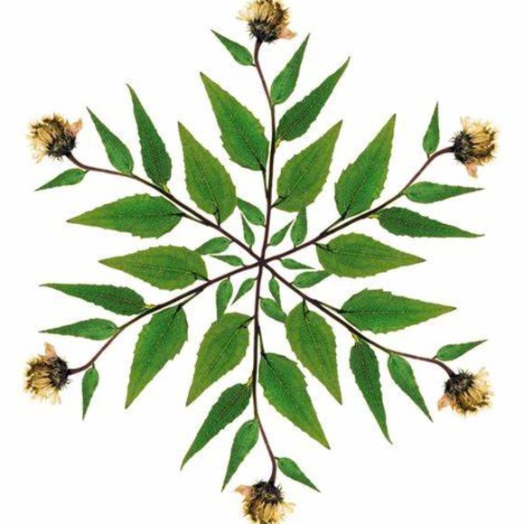 ** 1 DAY SALE! ** Aveda VALENCIA Key Element #7 Air Nature RETIRED RARE JUMBO SZ - Picture 12 of 14